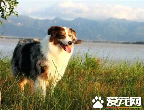 澳洲牧羊犬掉毛 牧羊犬都會掉毛比較嚴重