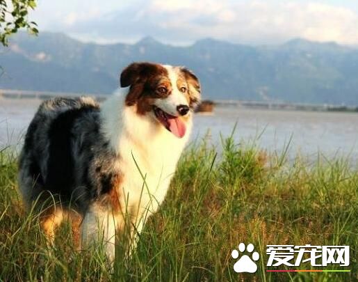 澳洲牧羊犬斷尾 尾部太長常會造成傷害