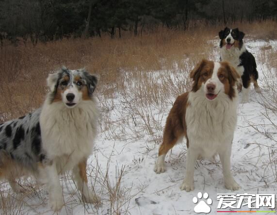 澳洲牧羊犬斷尾 尾部太長常會造成傷害