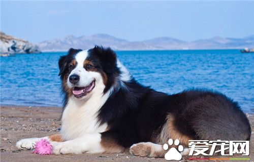 澳洲牧羊犬斷尾 尾部太長常會造成傷害