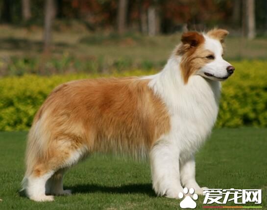澳洲牧羊犬掉毛 牧羊犬都會掉毛比較嚴重