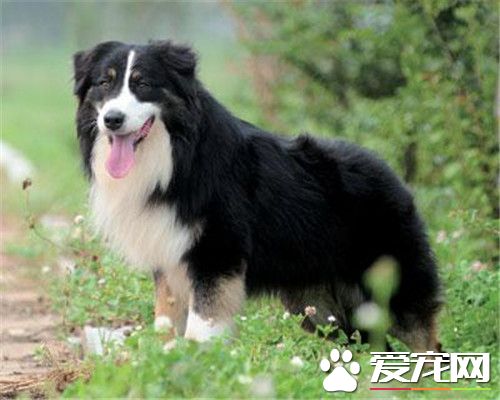 澳洲牧羊犬的優缺點 優點安淨干淨聰明看門