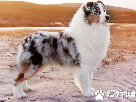 澳洲牧羊犬掉毛 牧羊犬都會掉毛比較嚴重