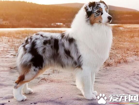 澳洲牧羊犬的優缺點 優點安淨干淨聰明看門