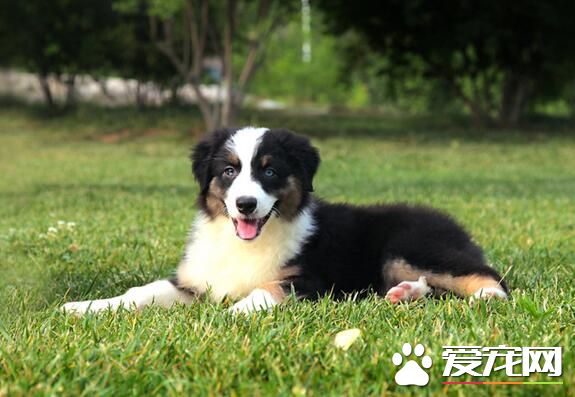 澳洲牧羊犬咬人嗎 如何訓練澳洲牧羊犬不咬人