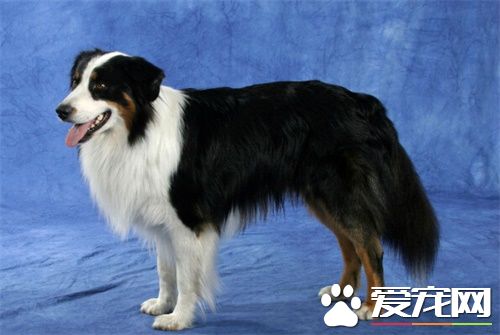 澳洲牧羊犬咬人嗎 如何訓練澳洲牧羊犬不咬人