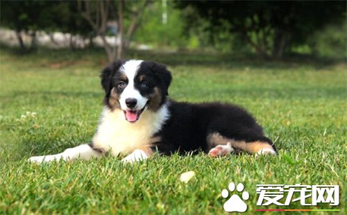 澳洲牧羊犬適合樓房麼 澳洲牧羊犬飼養要點