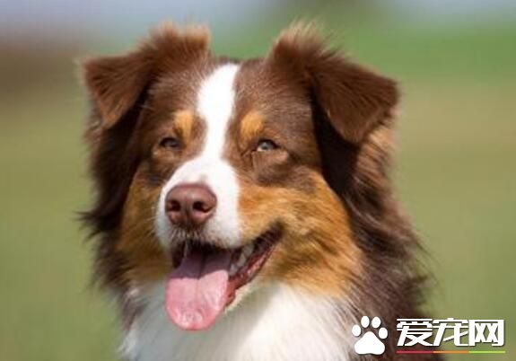 澳洲牧羊犬適合樓房麼 澳洲牧羊犬飼養要點