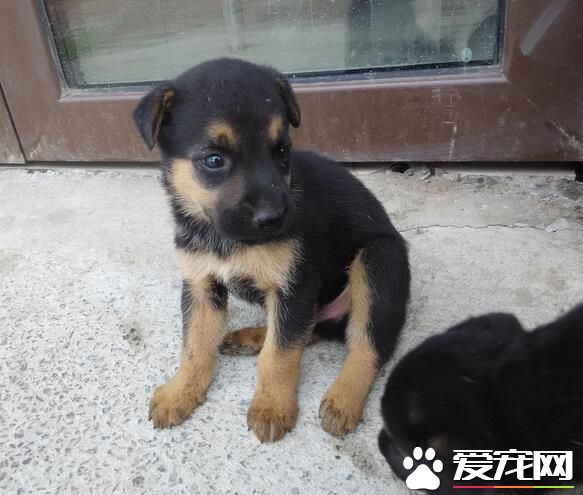 羅威納犬體型 羅威納犬一共有三種體型