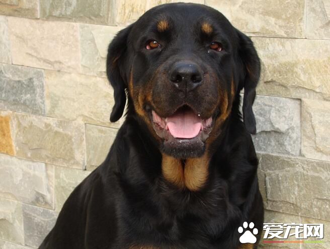 羅威納犬體味重嗎 為什麼會有難聞的體味
