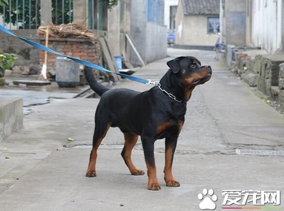 羅威納犬體味重嗎 為什麼會有難聞的體味