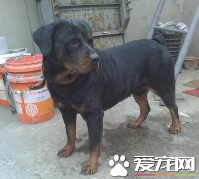 羅威納犬特性 羅威納犬的個性及外形特點