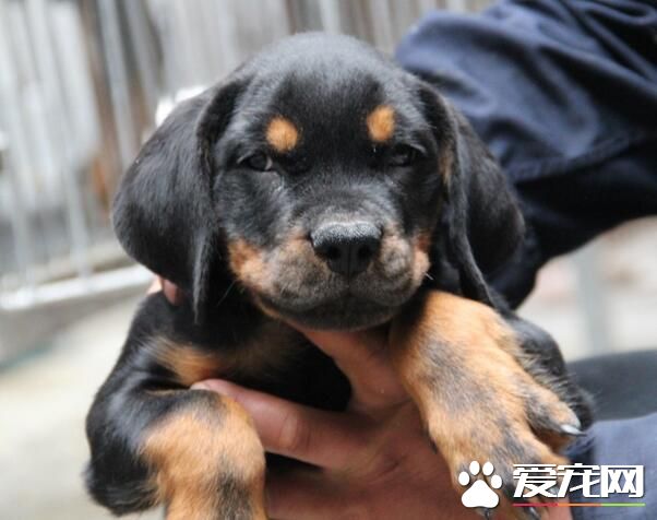 羅威納犬特性 羅威納犬的個性及外形特點