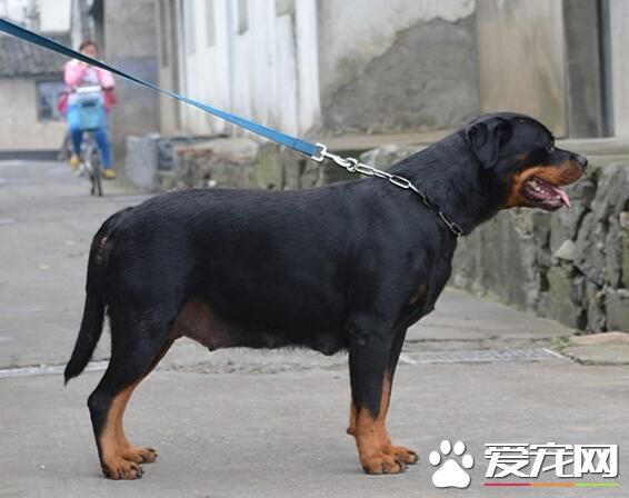 羅威納犬特點 羅威納犬聰明懂事個性沉穩