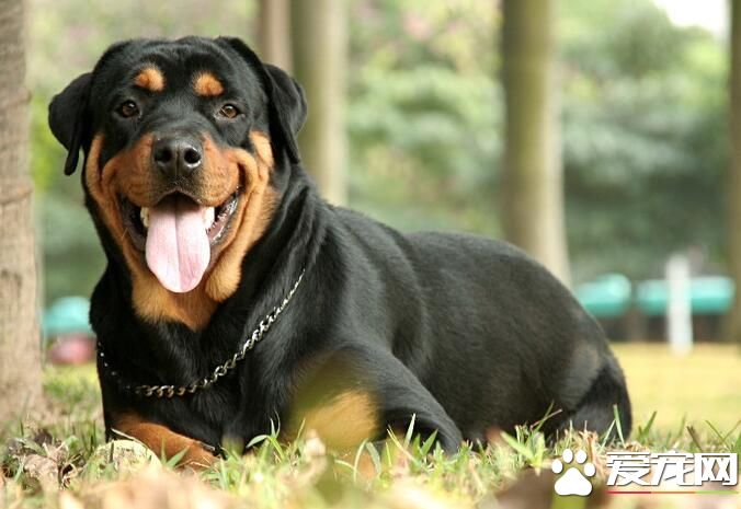 羅威納犬特點 羅威納犬聰明懂事個性沉穩