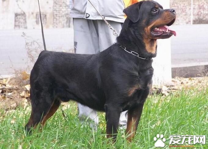 羅威納犬壽命有多長 平均壽命應該在9到11年