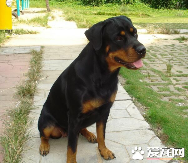羅威納犬適合看家嗎 羅威納犬生來具有警衛才能