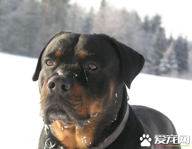 羅威納犬適合家養嗎 是一種很適合家養的犬種
