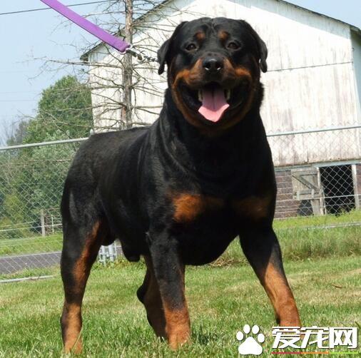 羅威納犬適合家養嗎 是一種很適合家養的犬種