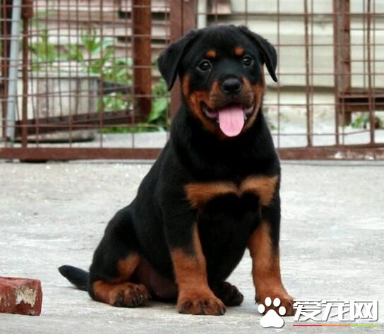 羅威納犬捨消毒方法 用小刷子稀釋後消毒液