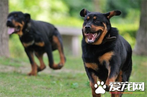 羅威納犬的復仇 世界上最具有勇氣和力量的犬種