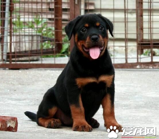 羅威納犬的尴尬期 羅威納犬2到9個月尴尬期