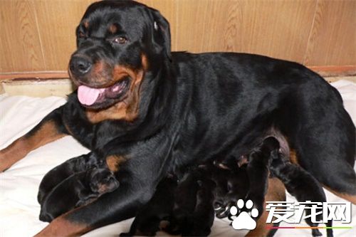 羅威納犬的尴尬期 羅威納犬2到9個月尴尬期