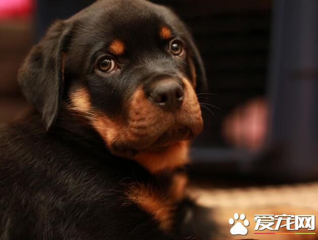 羅威納犬的尴尬期 羅威納犬2到9個月尴尬期