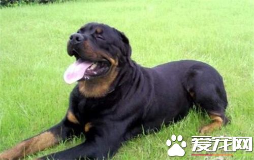 羅威納犬的介紹 羅威納犬外貌和性格特征