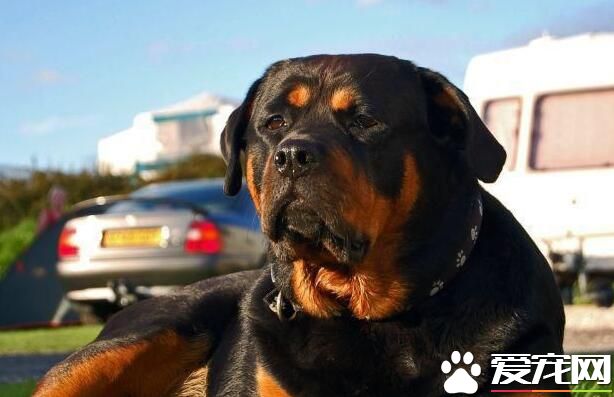 羅威納犬的介紹 羅威納犬外貌和性格特征