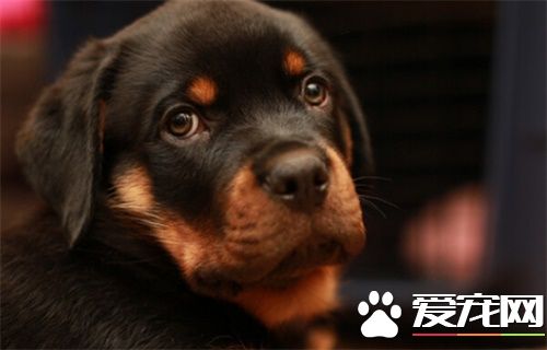 羅威納犬的歷史 這種犬屬於斗牛英犬類
