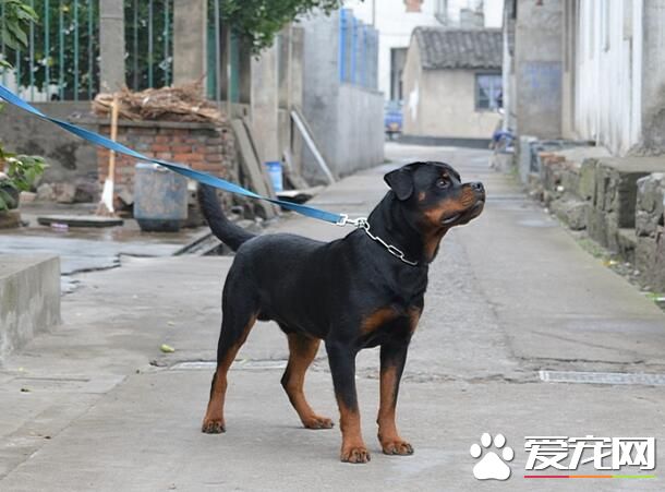 羅威納犬的歷史 這種犬屬於斗牛英犬類