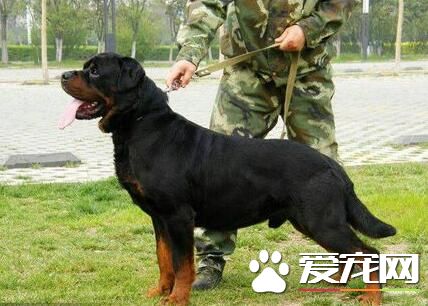 羅威納犬聰明嗎 羅威納犬的智商很高