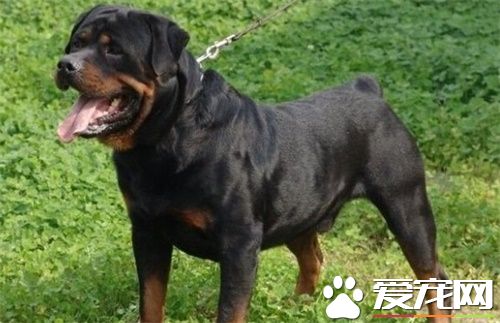 羅威納犬聰明嗎 羅威納犬的智商很高