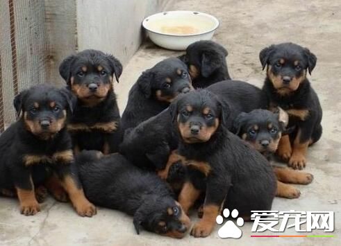 羅威納犬吃什麼長的快 吃狗糧成長最快