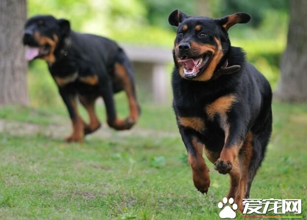 羅威納犬聰明嗎 羅威納犬的智商很高