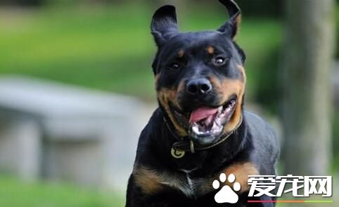 羅威納犬吃什麼長的快 吃狗糧成長最快