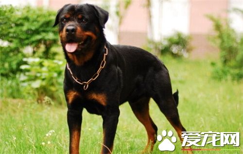 羅威納犬吃什麼長的快 吃狗糧成長最快