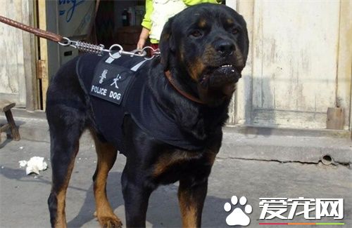 羅威納犬成狗能養麼 羅威納犬成狗是可養的