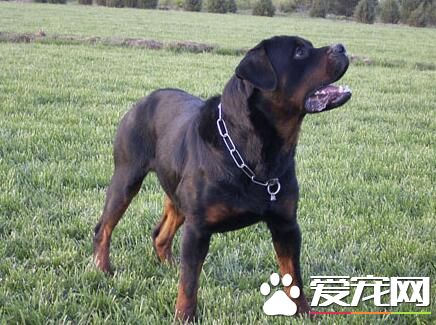 羅威納犬成狗能養麼 羅威納犬成狗是可養的