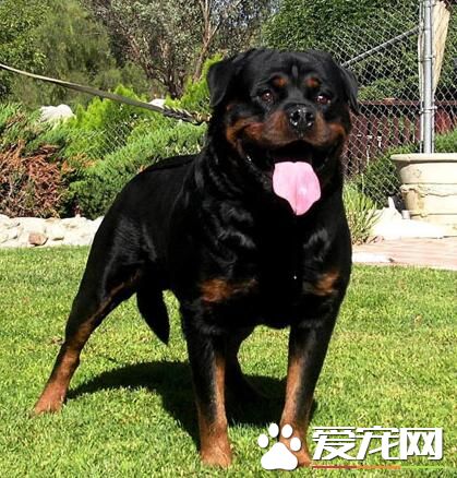 羅威納犬不能吃什麼 羅威納犬喂養注意事項