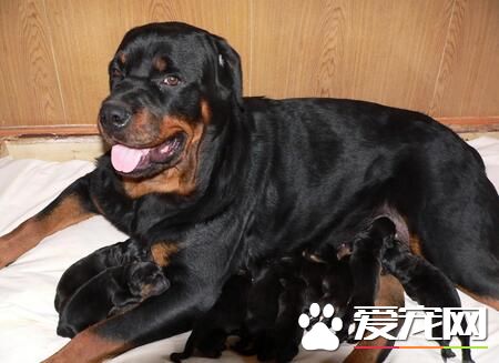 羅威納犬不能吃什麼 羅威納犬喂養注意事項