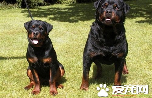 羅威納犬不能吃什麼 羅威納犬喂養注意事項