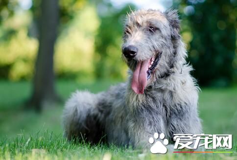 愛爾蘭獵狼犬護主嗎 是優秀的守門犬