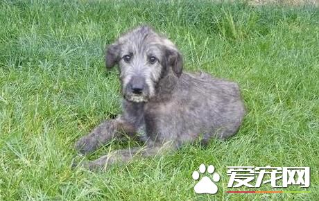愛爾蘭獵狼犬和藏獒那個厲害 藏獒是凶猛的烈性犬