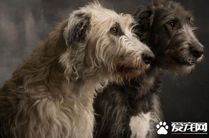 愛爾蘭獵狼犬多高 雄性身高在75到90厘米