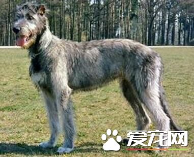 愛爾蘭獵狼犬掉毛程度 掉毛情況不嚴重