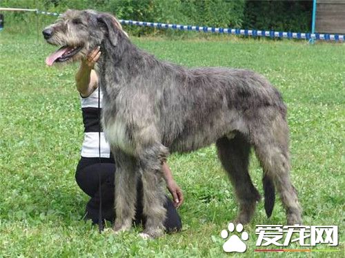 愛爾蘭獵狼犬掉毛程度 掉毛情況不嚴重