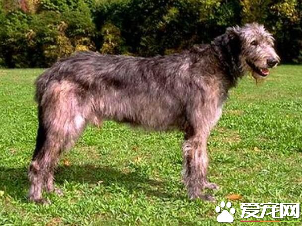 愛爾蘭獵狼犬掉毛程度 掉毛情況不嚴重