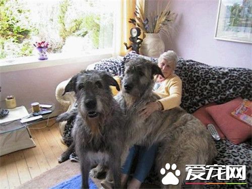 愛爾蘭獵狼犬的速度 愛爾蘭獵狼犬速度快而有力